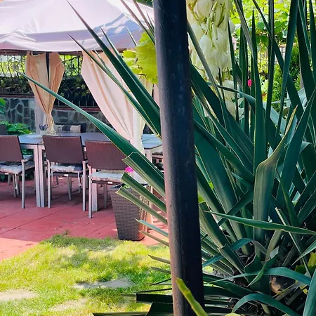 алекс Sinemoretz