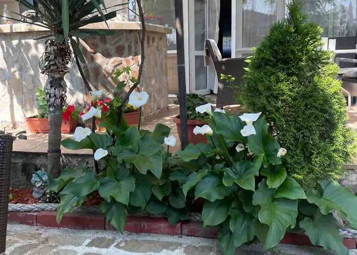 алекс Синеморец