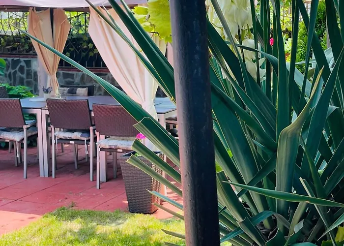 алекс Синеморец